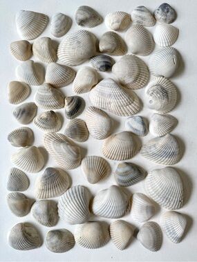 Seashells 50 Ark Clam Shells 1-1/4” to 2-3/4” Light Gray Beach Arts Crafts Decor